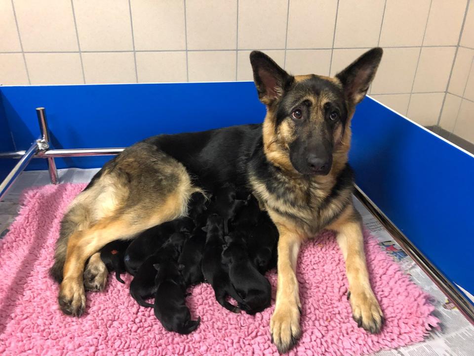 how many litters can a german shepherd have