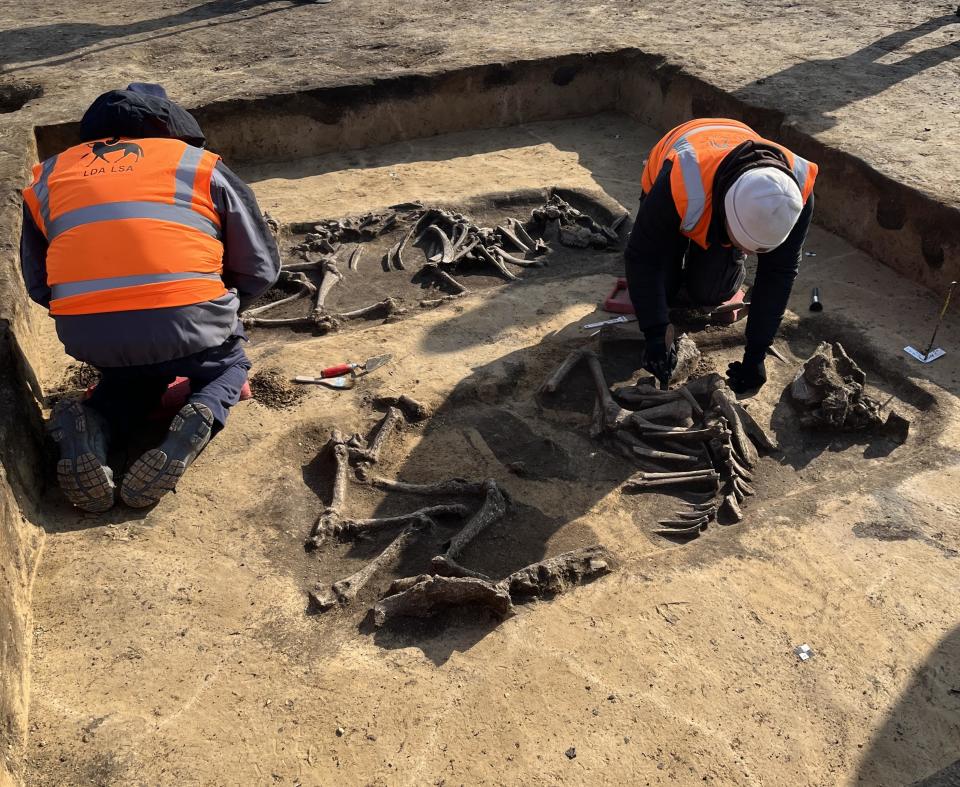 Archäologen graben Rindergräber aus, die etwa 5.000 Jahre alt sind.  / Bildnachweis: Oliver Dietrich / Landesamt für Denkmalpflege und Archäologie Sachsen-Anhalt