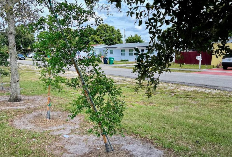 A sapling planted along the county’s northern border as part of Miami-Dade’s reforestation program, photographed on May 13, 2023.