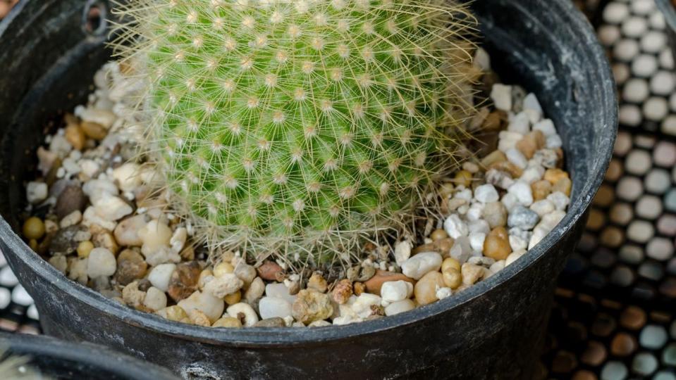 small, ball shaped parodia cactus, covered in spines with a single yellow flower sprouting from the top, in a pot