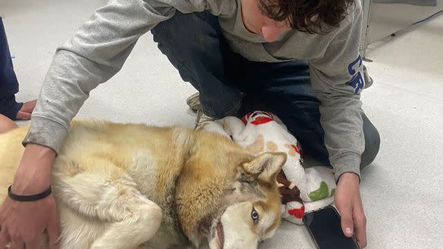 Nicholas Denunzio Jr. and his husky Zeus