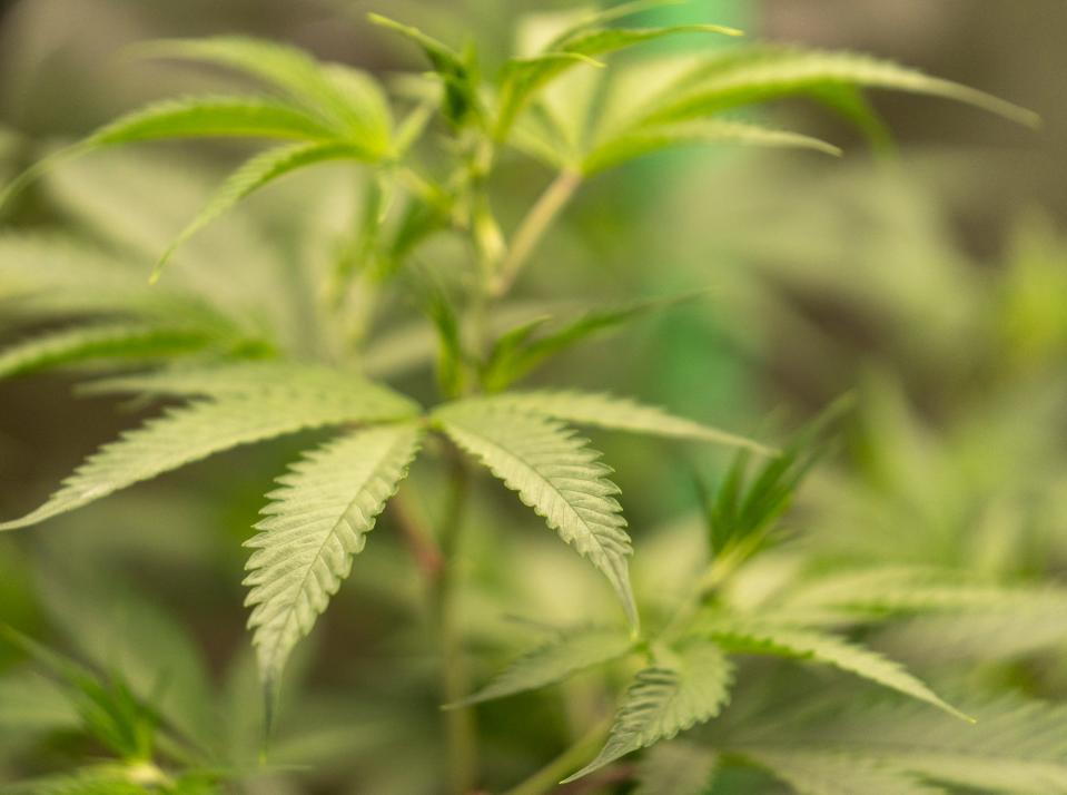 Leaves on an experimental grow, Tuesday, Aug. 16, 2022, at Halfmoon Hemp, a Fortville business that grows hemp plants with various genetic lines for the CBD and Delta-8 industries. 