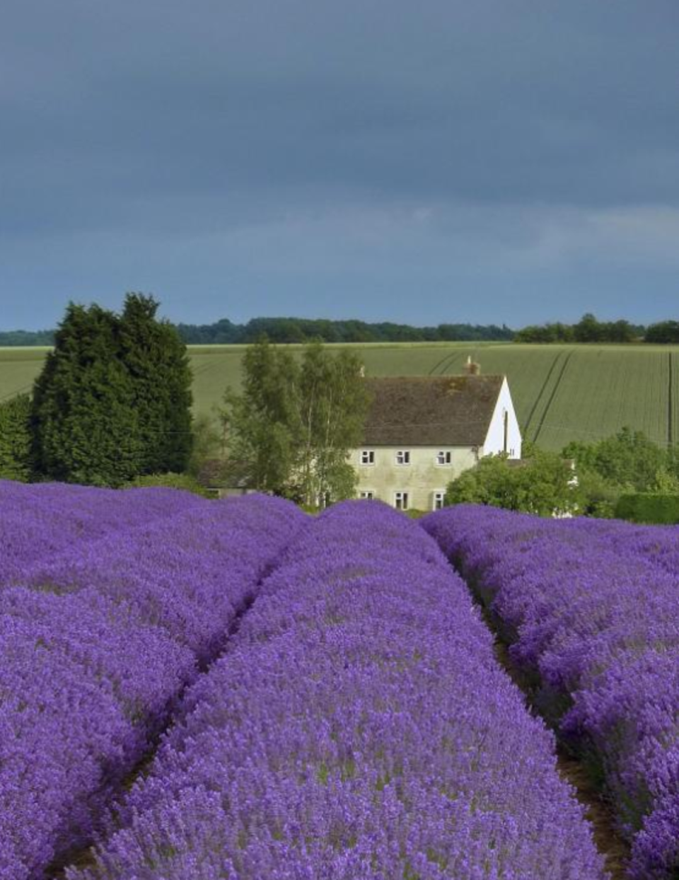 Lavender fields, Gloucestershire: It might look like the rolling hills of Provence, but these lavender fields are actually in Gloucestershire. (Visit Britain)