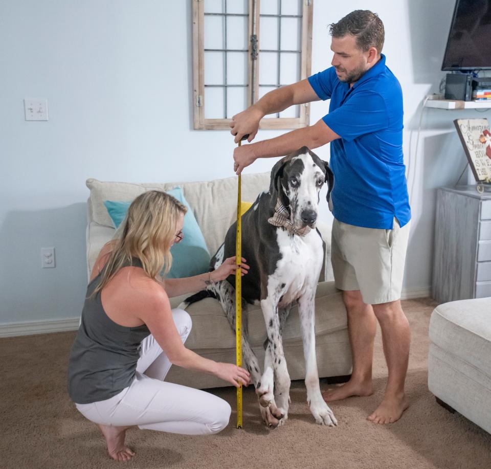 Spencer Seay, left, and her husband Jordan take a quick measurement of Atlas, a purebred German Harlequin Great Dane who may be the tallest dog in the world, at their home in Navarre, Fla., on Friday, April 9, 2021. The Seay family is in the process of certifying that Atlas is the tallest living dog in the world at 104 centimeters with Guinness World Records.