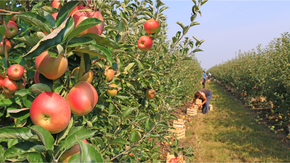 COVID hasn't stopped orchards from opening to the public in many states.