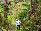 <p>Mercedes Mercado surveys the damage from Hurricane Maria to her farm in Hatillo, Puerto Rico. (Photo: Caitlin Dickson/Yahoo News) </p>