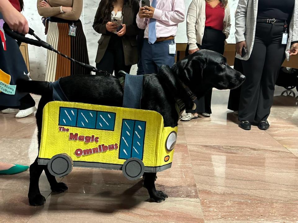 A dog participates in the Bipawtisan Howl-o-ween Dog Parade on Oct. 31, 2023, in Washington, DC. Danielle Battaglia/dbattaglia@mcclatchy.com