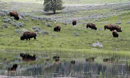 A herd of bison graze in Lamar Valley in Yellowstone National Park, Wyoming in this June 20, 2011 file photo. REUTERS/Jim Urquhart/Files