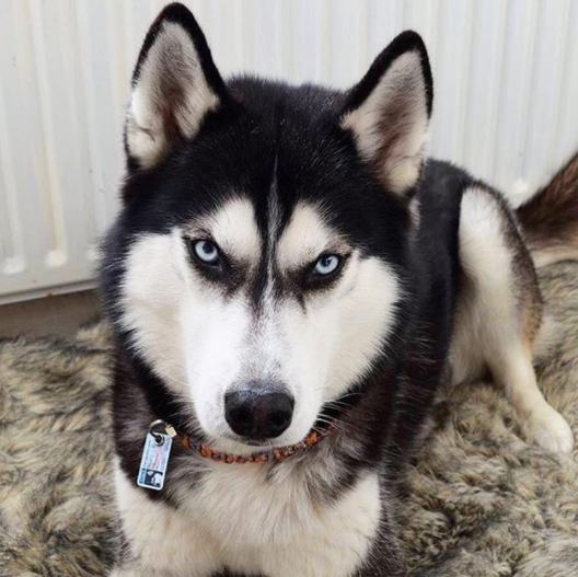 Anuko, el perro que odia la Navidad…y la vida