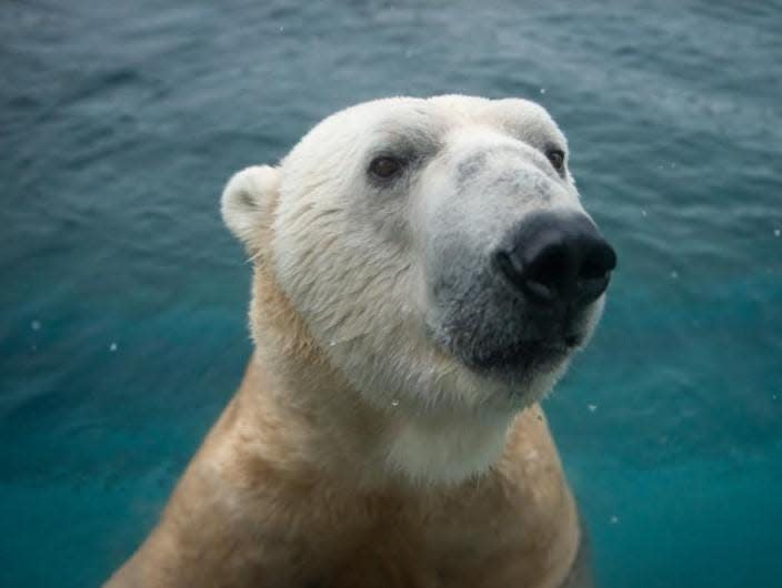 Lee, a 23-year-old polar bear, returned to the Columbus Zoo and Aquarium Thursday afternoon from the Louisville Zoo in Kentucky after being placed there in 2020.