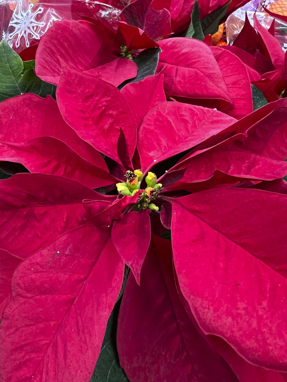 This Dec. 14, 2023, image provided by Jessica Damiano shows a grouping of poinsettia plants on display in Old Brookville, New York. (Jessica Damiano via AP)