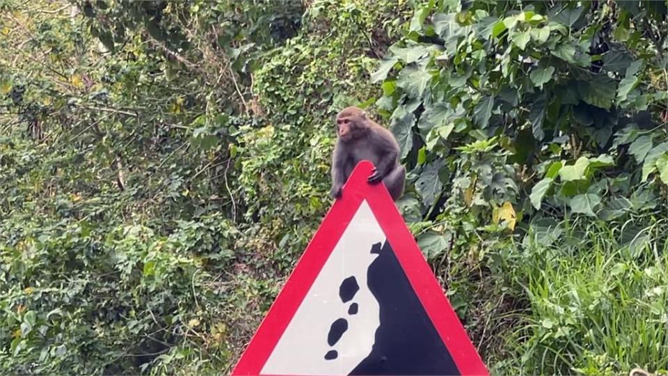 獼猴侵擾民宅、搶食傷人　台東縣府「抓猴行動」捕獲１母猴