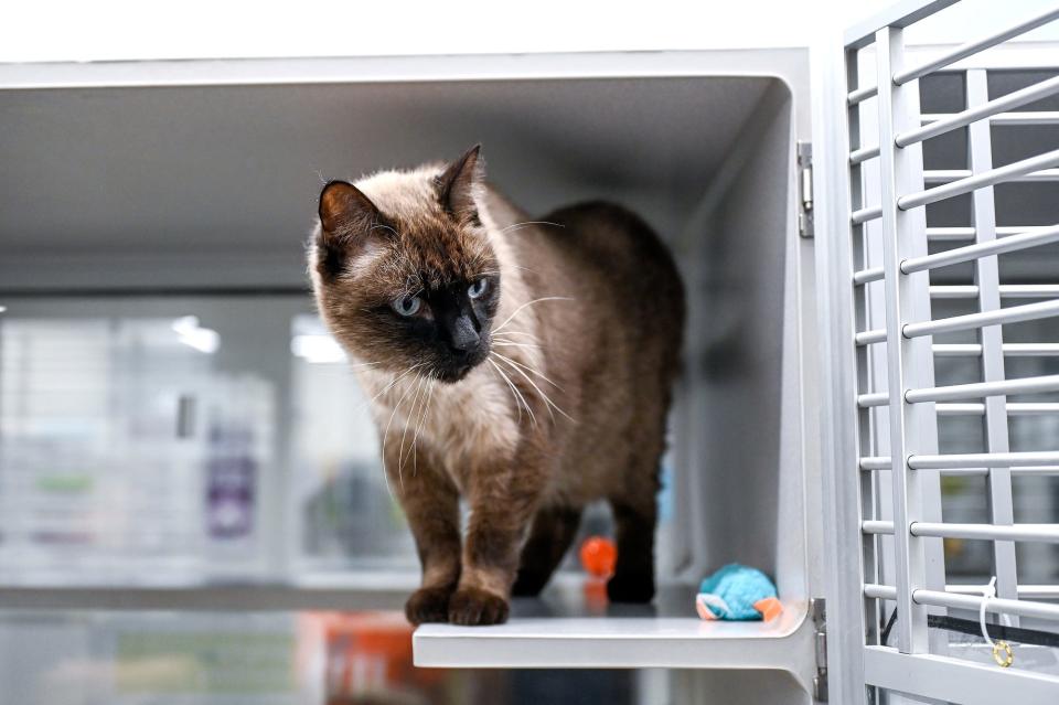 Mentos, a cat up for adoption, stands in his crate on Wednesday, July 13, 2022, at the Ingham County Animal Shelter in Mason.