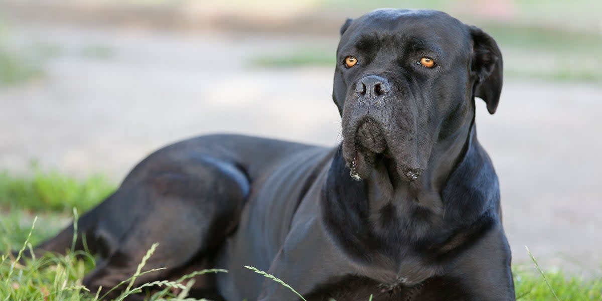 A Cane Corso is accused of biting a baby in Barnsley in a separate incident (Getty iStock/ Linas Toleikis)
