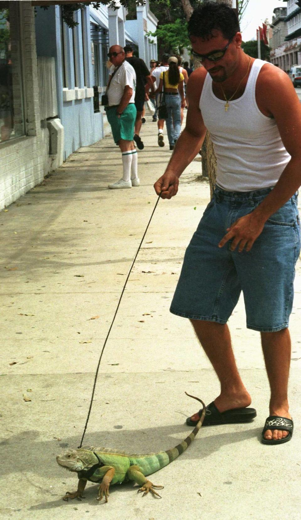 Tony Pro, a University of Central Florida student on spring break, walks Pancho the iguana on a leash.