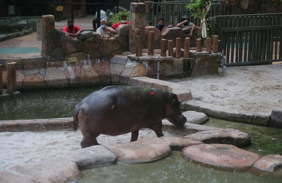 After five years, Lost World of Tambun’s female hippopotamus Juwita is finally ‘united’ with male hippopotamus Jiwang. — Picture by Farhan Najib