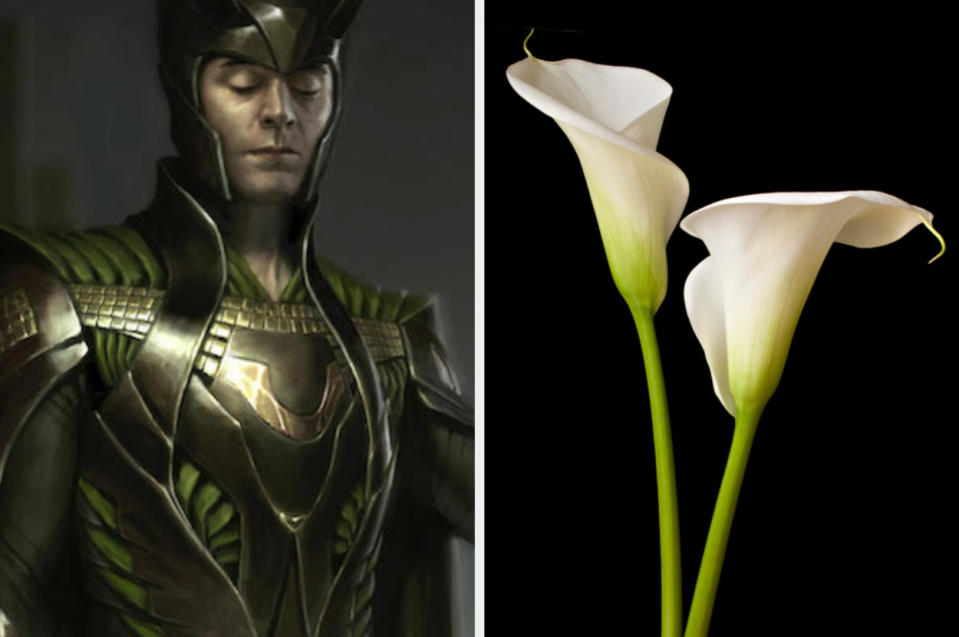 Close-up on illustration of Loki with a collar that is smooth and curved like a lily flower