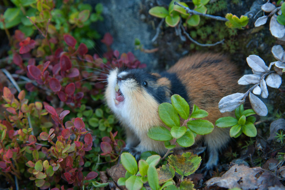 a lemming outside