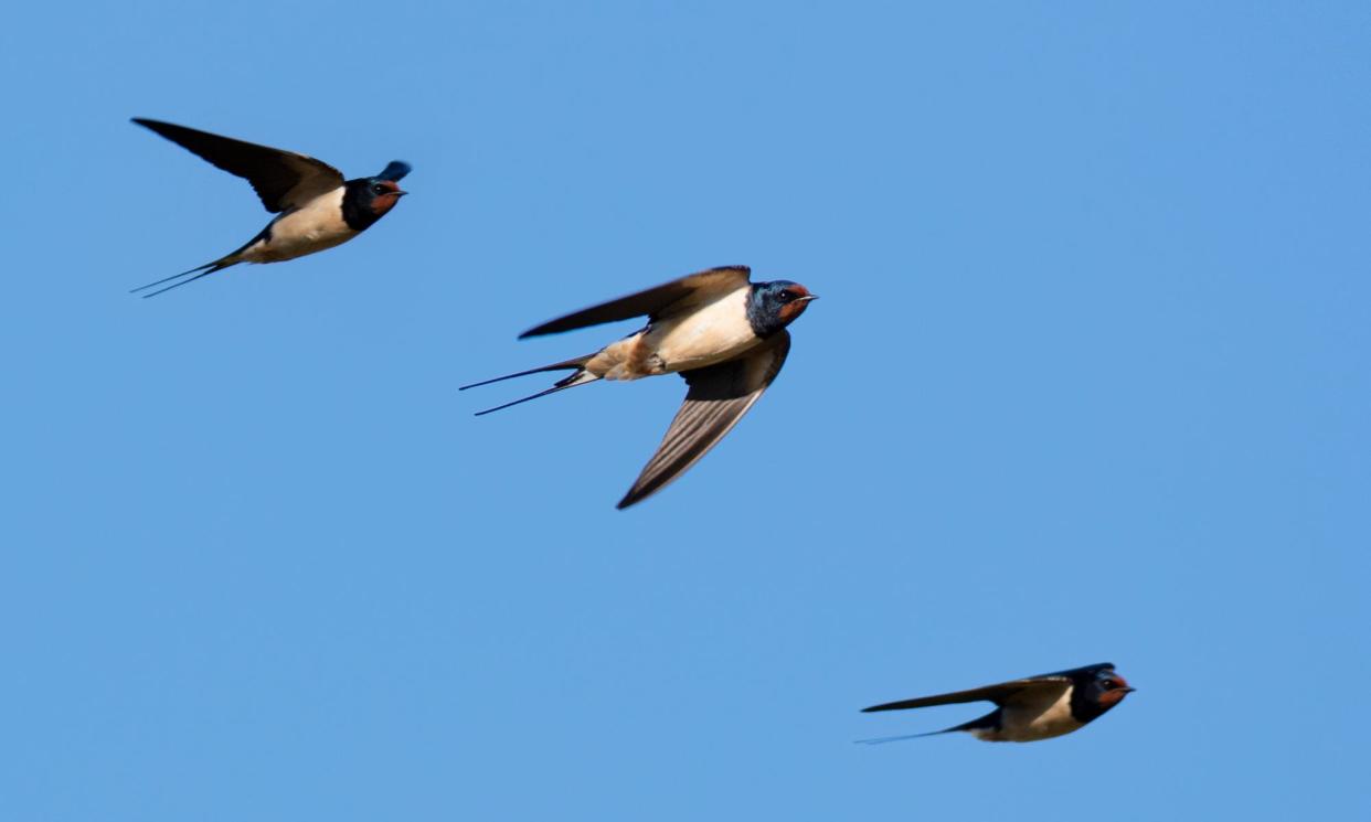 <span>Swallows in flight over Durham in early spring.</span><span>Photograph: Andrew_Howe/Getty Images/iStockphoto</span>