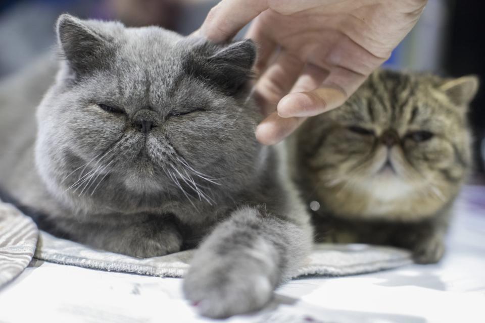John Paul and Minnie, short haired Persian cats from Derby, Conn., are seen during the meet the breeds companion event to the Westminster Kennel Club Dog Show, Saturday, Feb. 11, 2017, in New York. (AP Photo/Mary Altaffer)