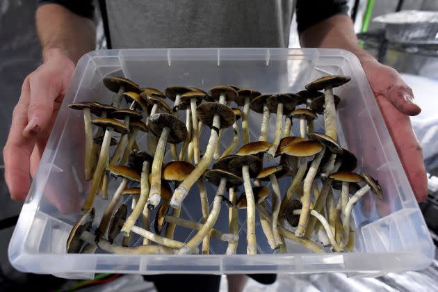 Harvested Mazatec psilocybin mushrooms on May 19, 2019, in Denver. (Photo: Joe Amon/MediaNews Group/The Denver Post via Getty Images via Getty Images)