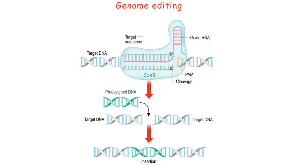 Here's a breakdown of how Crispr gene-editing works.