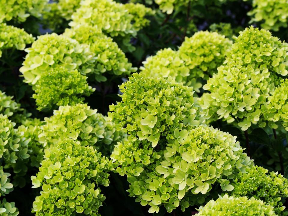 best flowering shrubs hydrangea