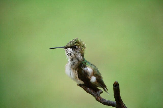 A hummingbird perched on a branch outside the Gustins' kitchen window.