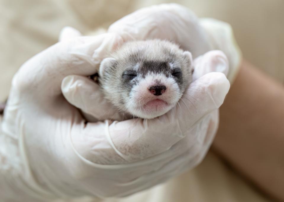 A black-footed ferret kit from the Phoenix Zoo. The kit is from mother Canneles and is one of the four kits still needing a name.