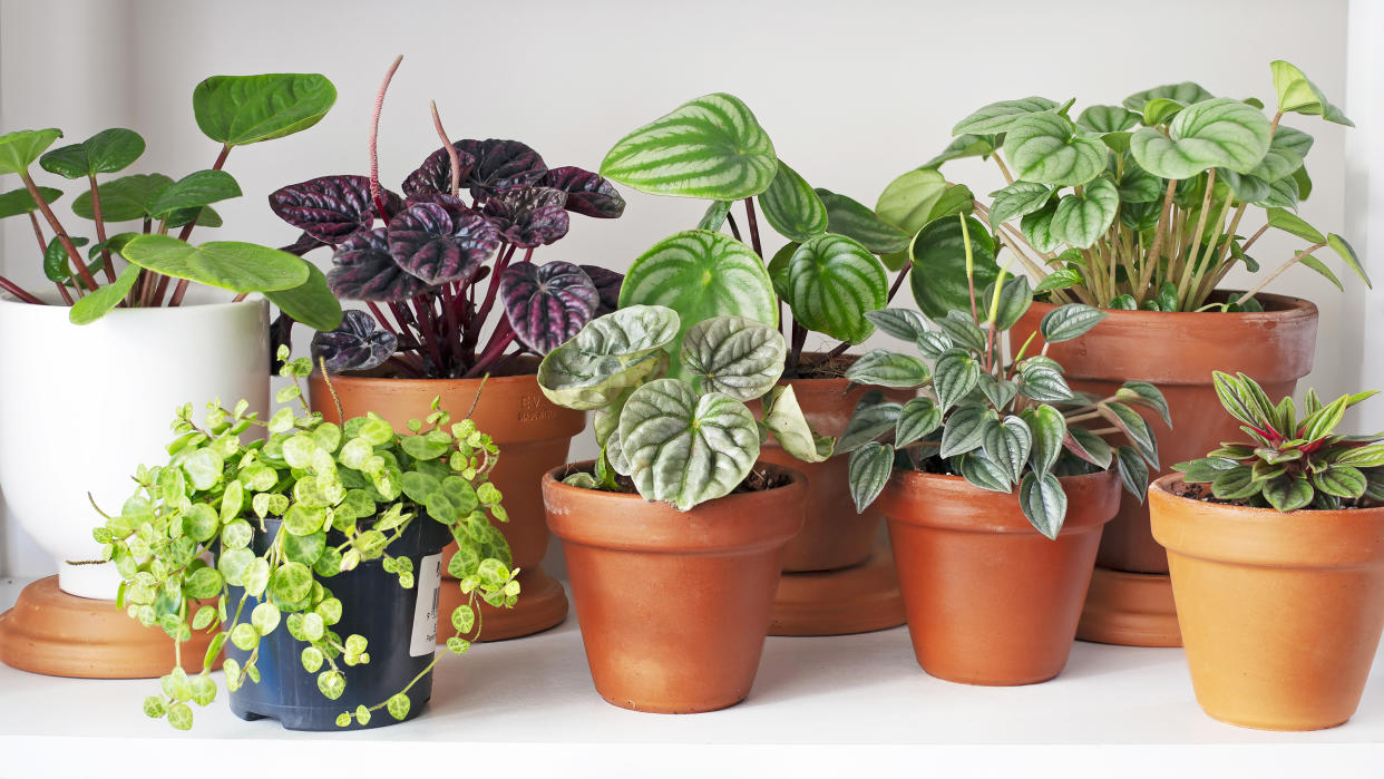  Houseplants lined up on shelf. 