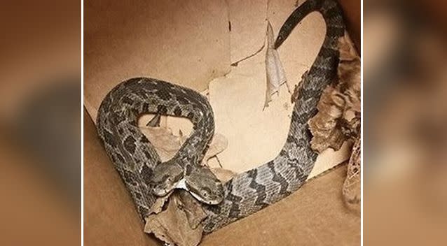 Two-headed rattlesnake found in New Jersey