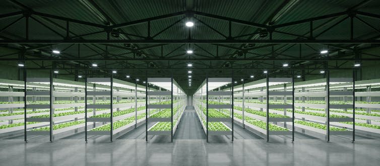 Indoor hydroponic vegetable plant factory in exhibition space warehouse.