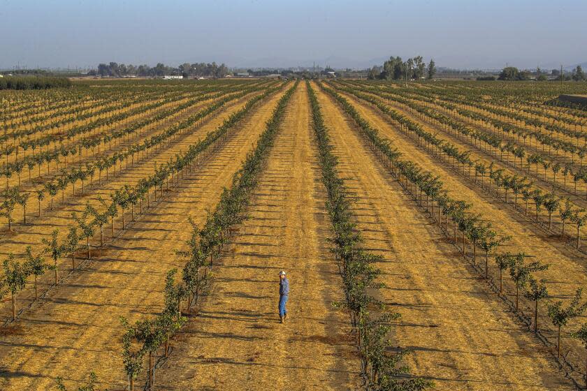 Terra Bella, CA - October 14: A view of newly planted pistachio orchard at Setton Farms on Thursday, Oct. 14, 2021 in Terra Bella, CA. (Irfan Khan / Los Angeles Times)