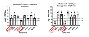 Vaccination with PDS0202 Provides broadly effective HAI antibody responses (minimum 1:40 ratio) across multiple strains of the H3N2 virus including Swtiz/13 and Kan/17 demonstrating the broad reactivity of the novel COBRA proteins.  Similar results were demonstrated against multiple strains of the H1N1 virus.