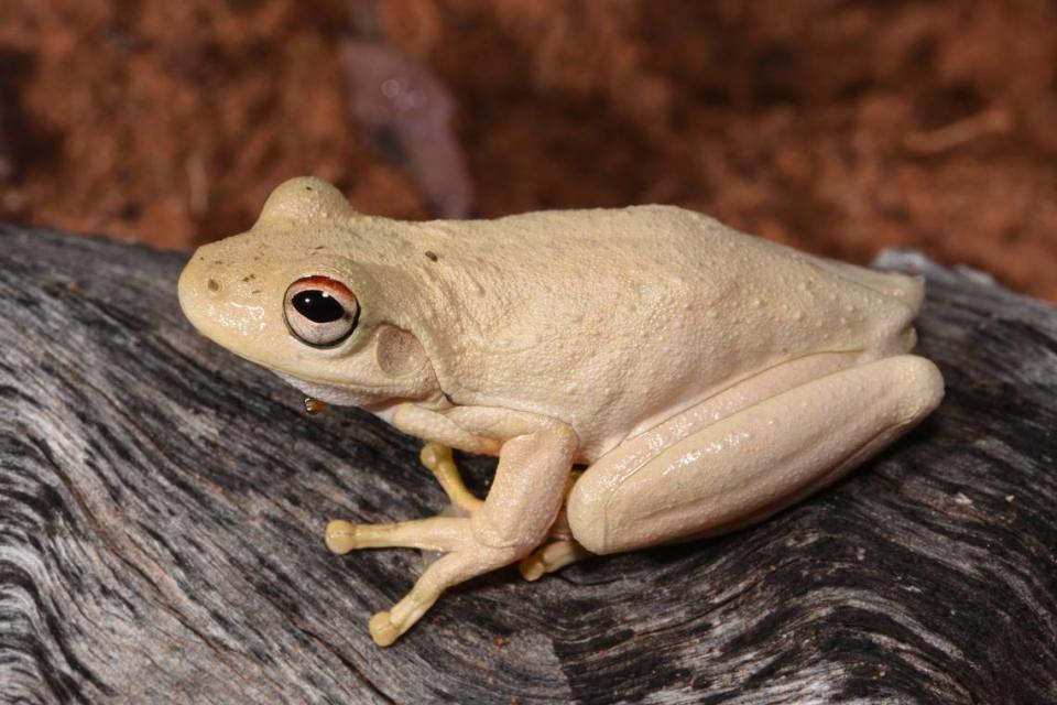 A Litoria ridibunda, or western laughing tree frog, perched on a log.