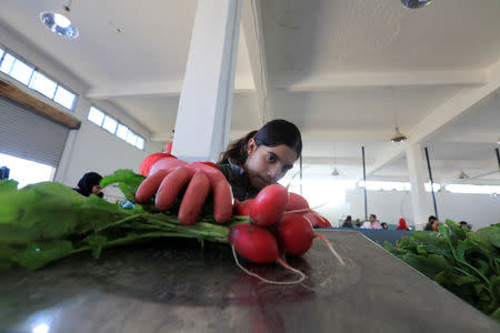 A worker holds a radish at a factory in Bekaa, Lebanon November 1, 2018. REUTERS/Jamal Saidi