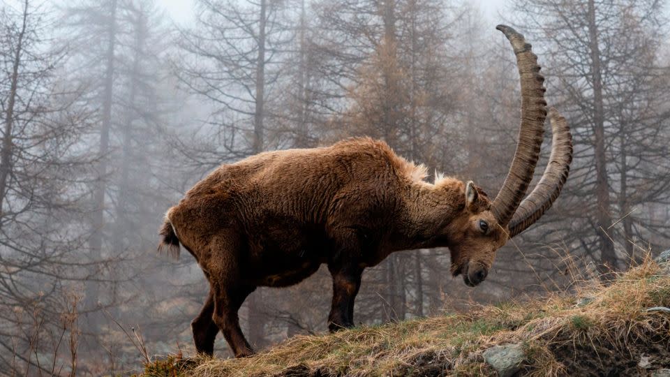 An Alpine ibex grazing on a foggy day in Gran Paradiso National Park, Italy. - Sergio Pitamitz/VWPics/Universal Images Group/Getty Images