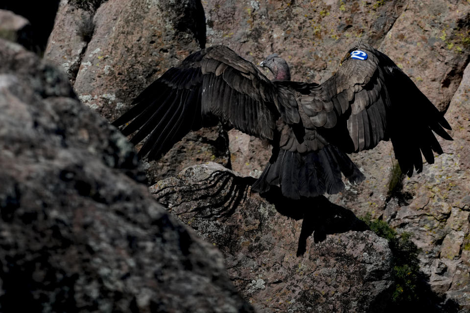 El cóndor Yastay (dios protector de las aves en quechua) despliega sus alas tras ser liberado luego de ser criado en cautiverio. Foto del 14 de octubre del 2022 tomada en Sierra Paileman (Argentina), donde fueron liberados dos cóndores en el marco de un programa que busca aumentar la población de cóndores en la costa atlántica de la Patagonia. (AP Photo/Natacha Pisarenko)