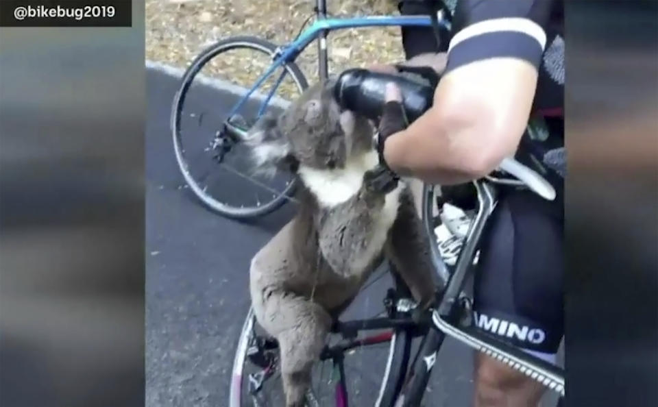 In this image from a video taken on Friday, Dec. 27, 2019, and provided by @bikebug2019, a koala drinks water, given by a cyclist in Adelaide, Australia. A South Australian cyclist has been approached by a thirsty koala searching for water as a heatwave continues to grip the state. (@bikebug2019 via AP)