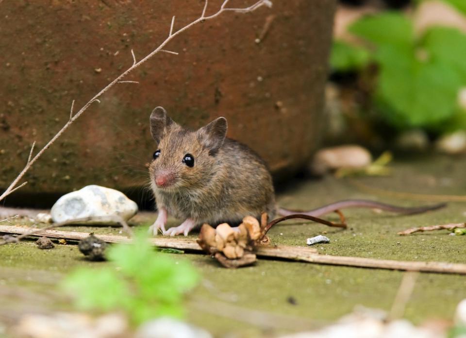 5 Pests That May Be Living in Your Gutters—And What You Can Do About It