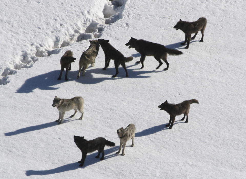 This March, 2007 photo provided by National Park Service photographer Doug Smith shows a Gibbon wolf pack standing on snow in Yellowstone National Park, Wyo.   Restrictions on gray wolf harvests around Yellowstone are under consideration as the state prepares to kick off its inaugural wolf trapping season on Dec. 15, 2012. Conservation groups want limits on trapping after several wolves collared by park scientists for research were shot by Montana hunters in recent weeks. (AP Photo/National Park Service, Doug Smith)