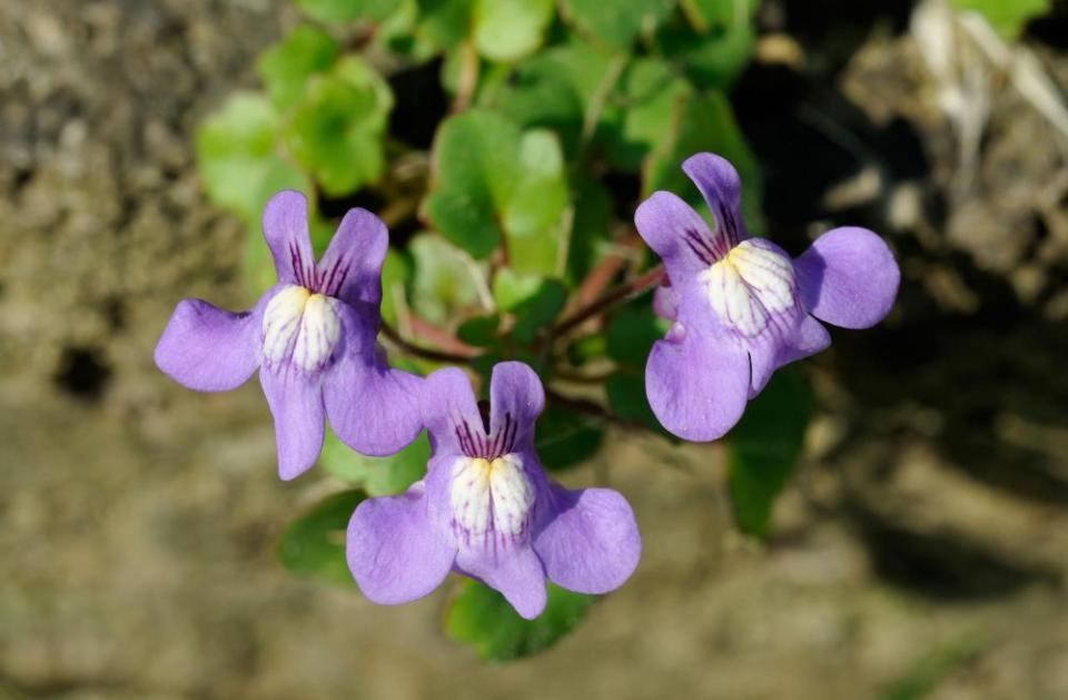 Ivy-leaved toadflax growing in the cracks of a wall