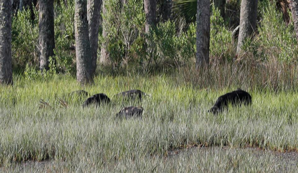 Feral hogs root around in a marsh as they feed on fiddler crabs on Ossabaw Island in Georgia. Feral hogs are a thing in Texas, too, and a recent study indicates that they might actually be helpful for the environment. Who knew?