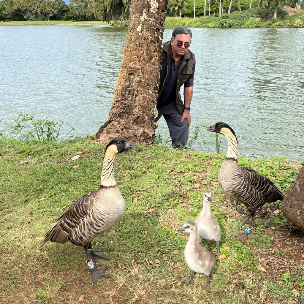 Silva poses alongside the nēnē geese, many of which like to visit the Timbers property.