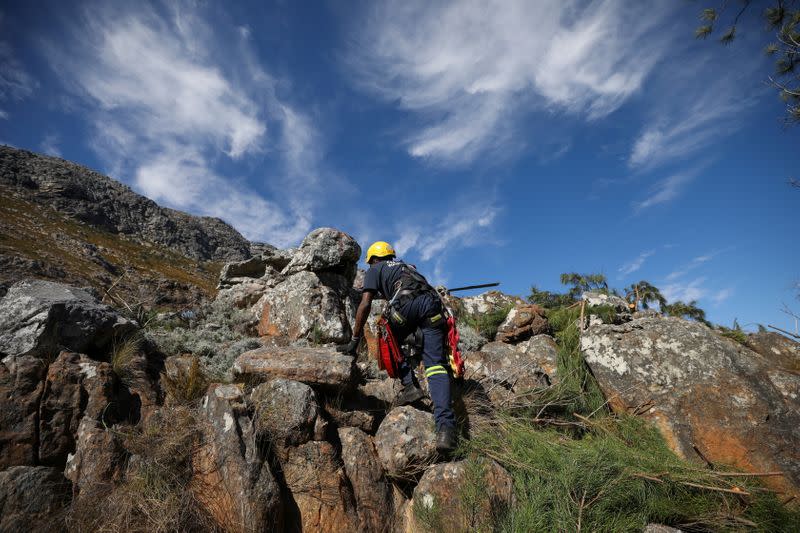 A member of a high altitude alien vegetation team climbs down a rock face while clearing pines high above the Franschhoek mountains