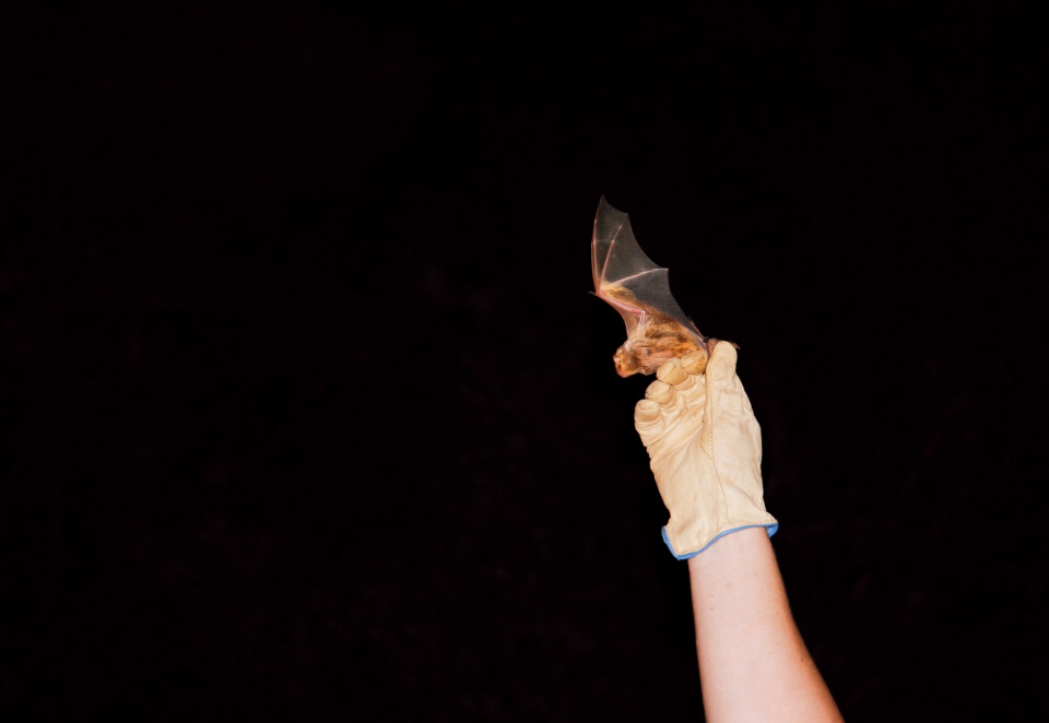 For bats, rock crevice roost sites across Central NY are prime habitat.