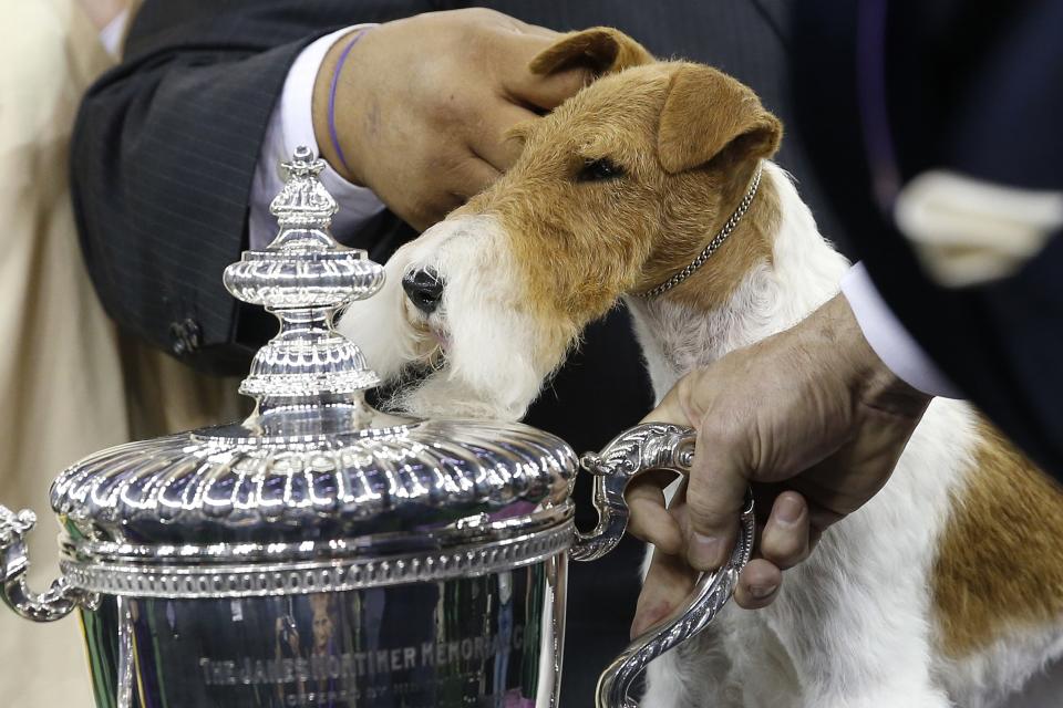 Sky, a wire fox terrier, poses next to the trophy after winning the "best in show" at the 138th Westminster Kennel Club Dog Show in New York