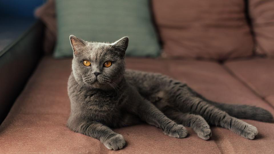 British shorthair cat