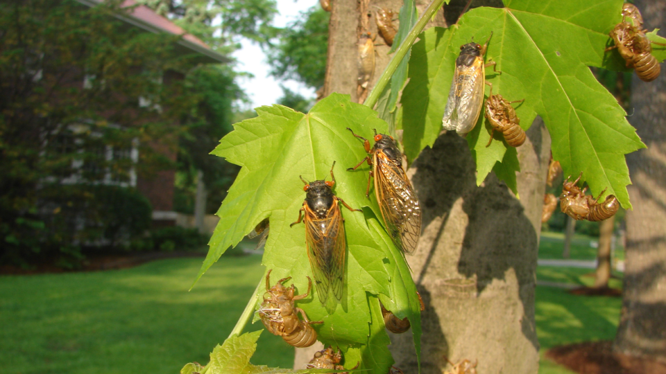 Double cicada broods will emerge this summer for the first time in over 200 years.