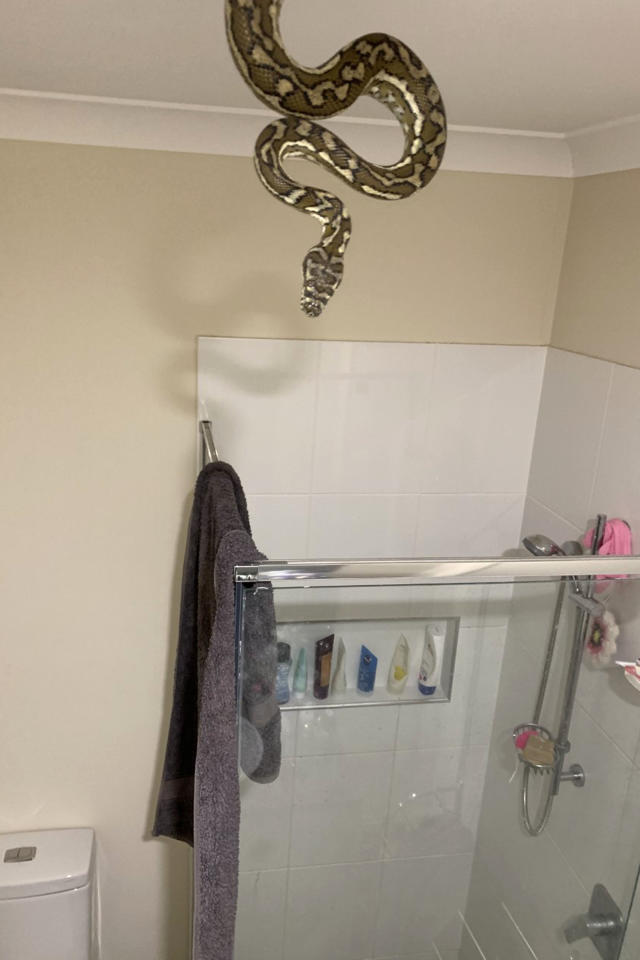 Terrifying moment two pythons crash through skylight and battle each other  in woman's shower